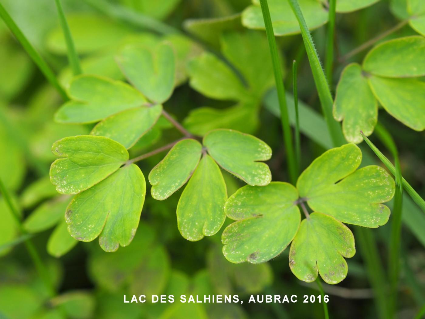 Rue-anemone leaf